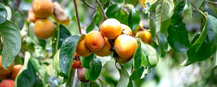 Какие фрукты растут в Сочи – и где их можно попробовать или купить