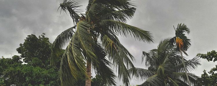 Почему в Сочи так много пальм – и какие из них настоящие субтропические